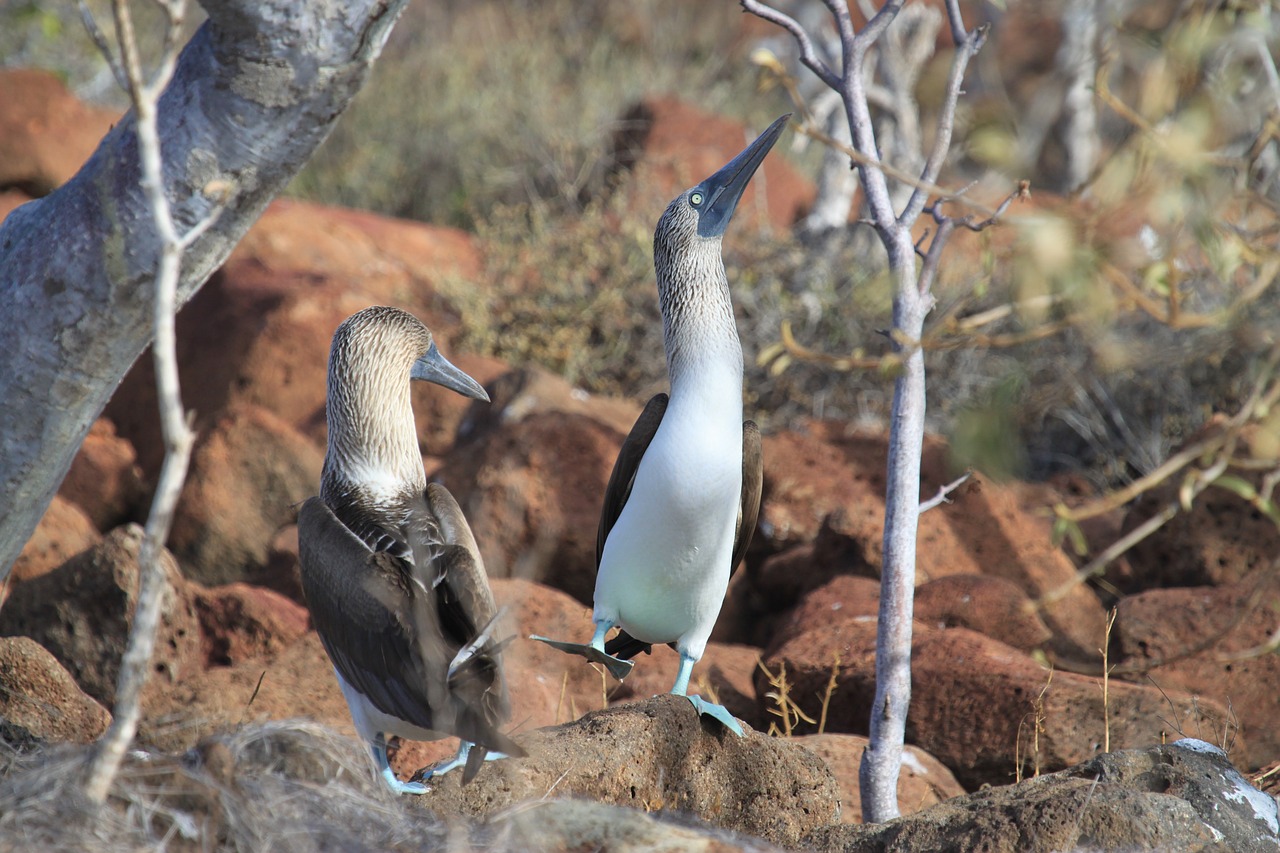 galapagos islands booby blue free photo