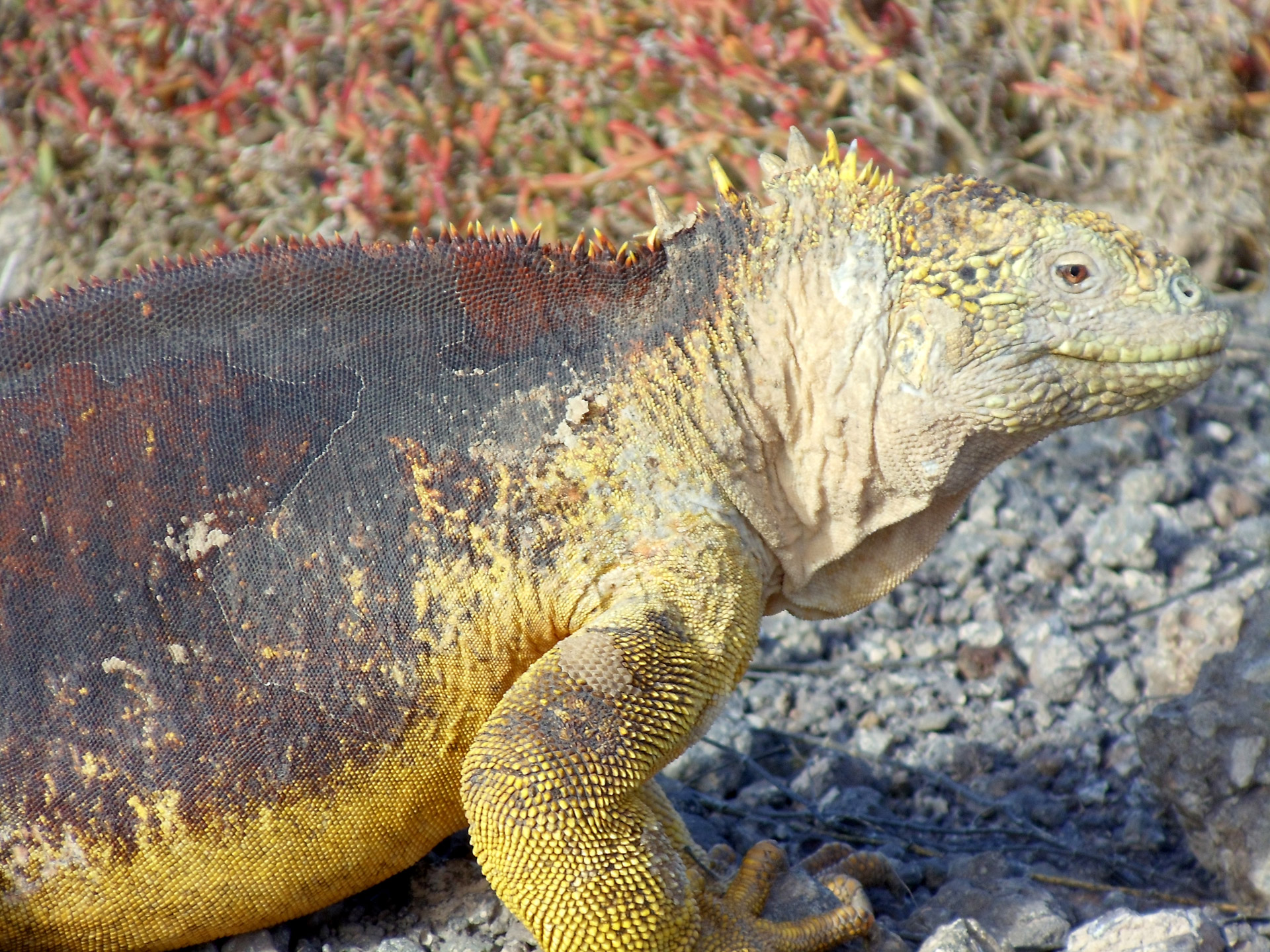 lizard iguana reptile free photo