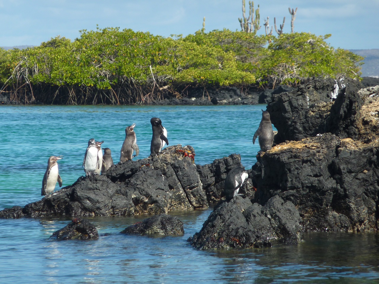 galápagos penguin spheniscus mendiculus penguin free photo