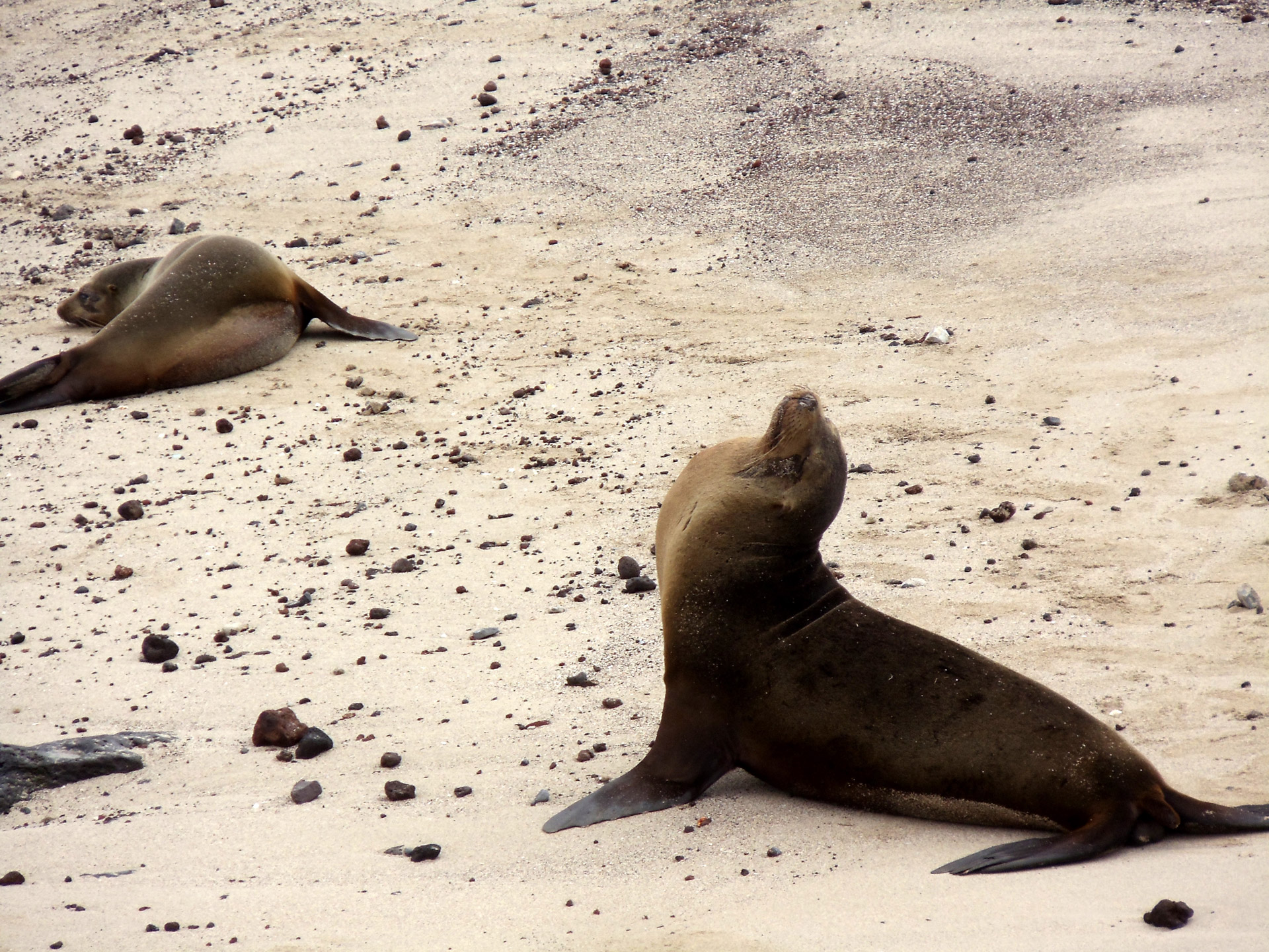 sea lions beach free photo