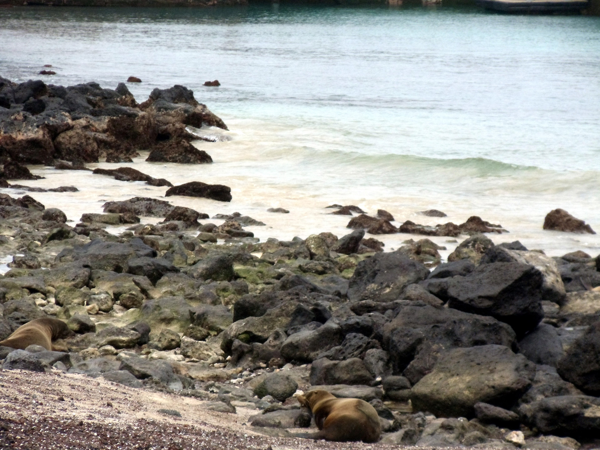 beach rocks sea lion free photo