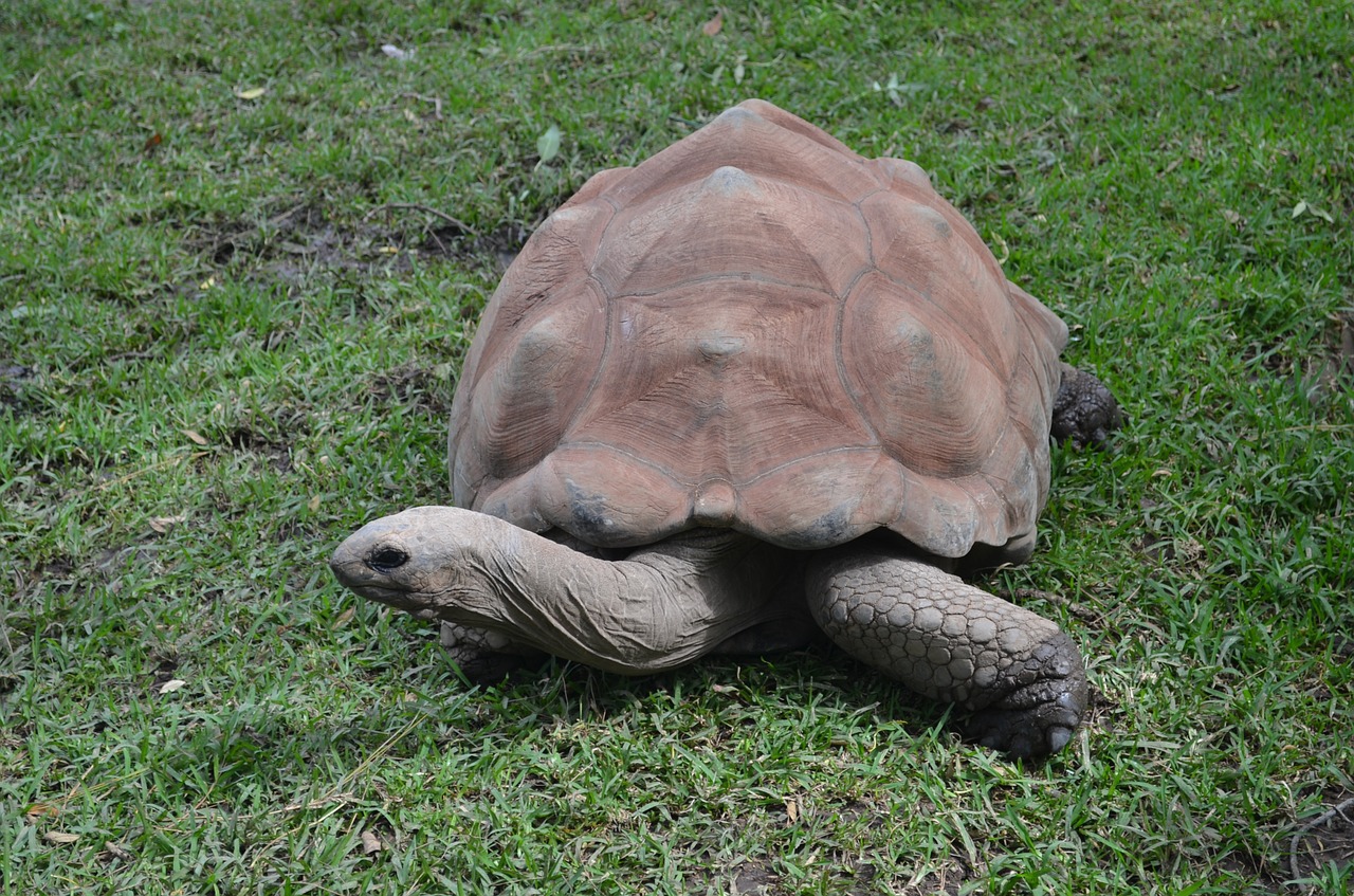 galapagos tortoise tortoise giant tortoise free photo