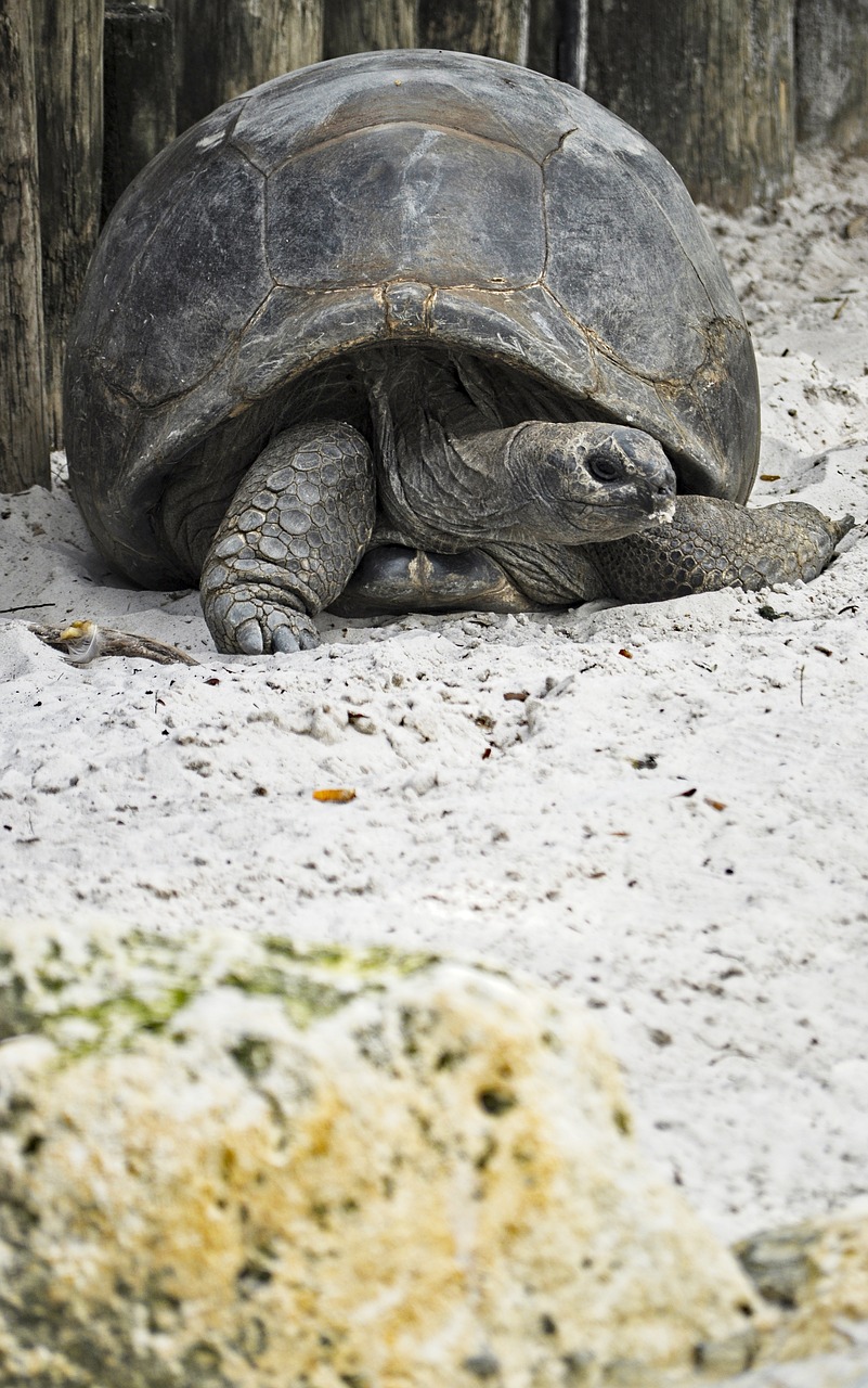 galapagos tortoises  tortoise  turtle free photo