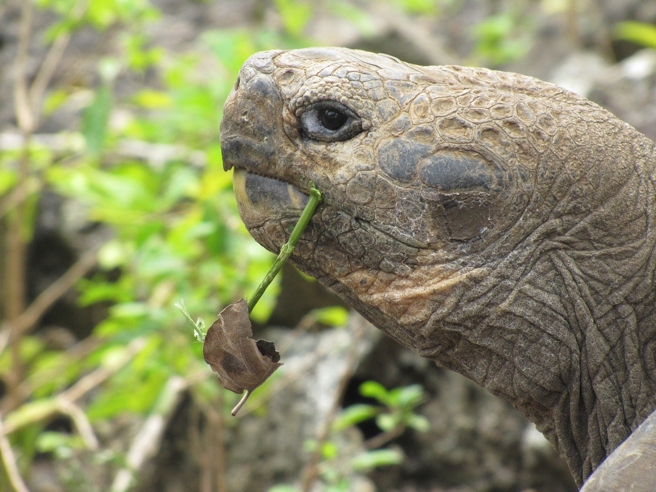 galapagos turtle giant turtle san cristobal free photo