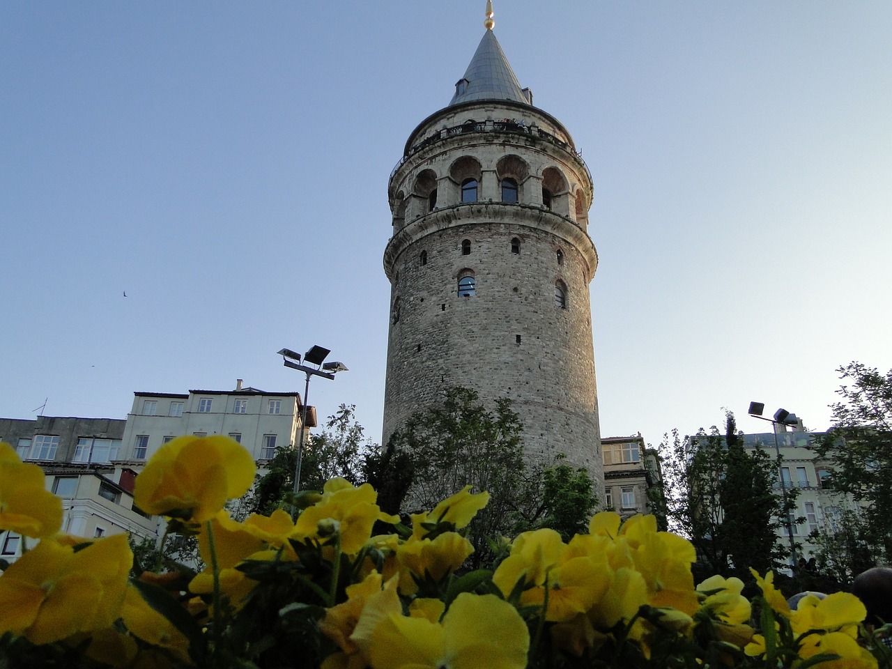galata tower istanbul tulips free photo