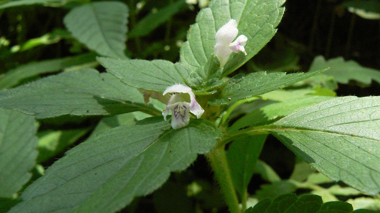 galéopside flower plant free photo