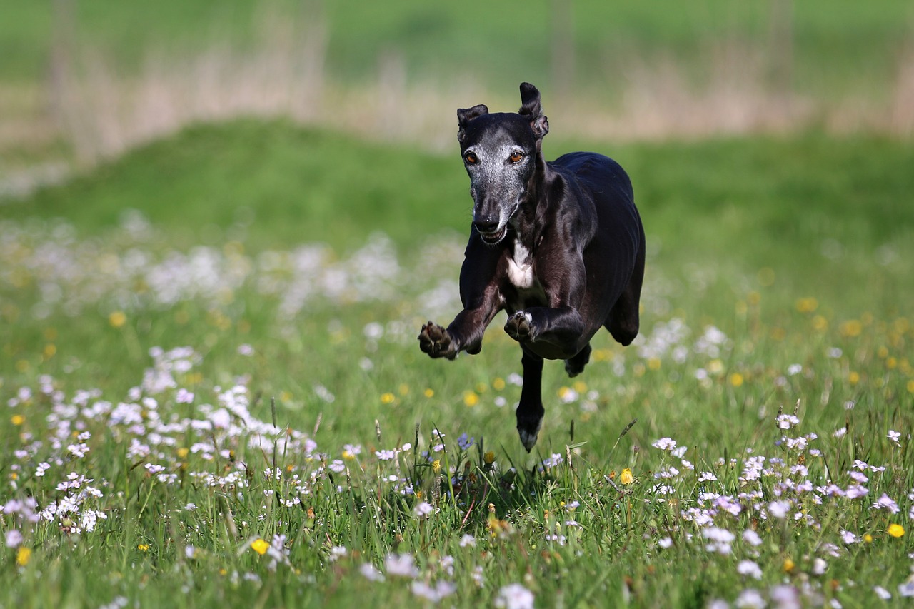 galgo race joy of life free photo