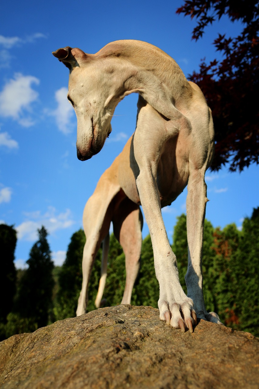 galgo paw perspective free photo