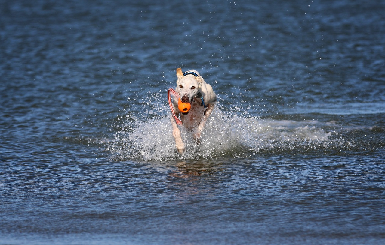 galgo greyhound sea free photo