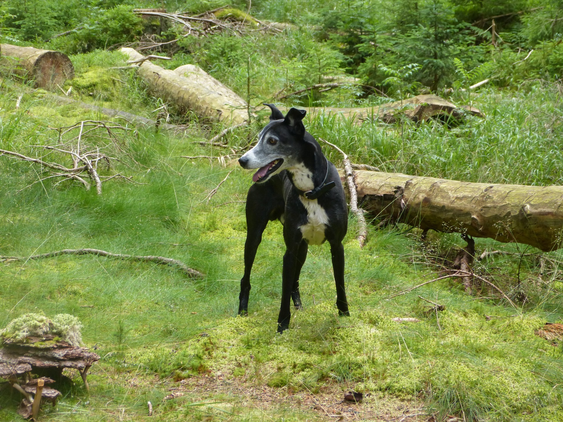 galgo dog national park free photo