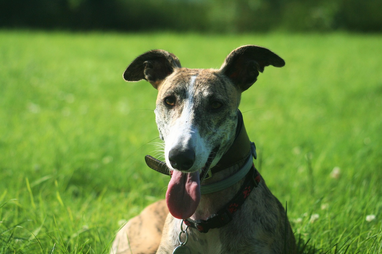 galgos dog spain free photo