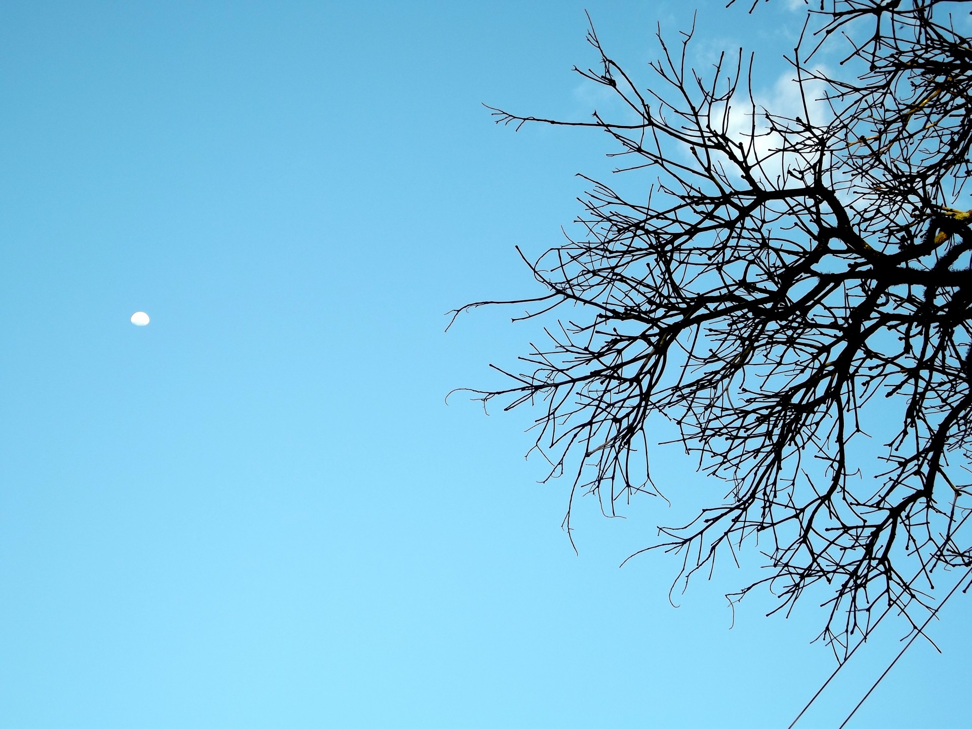 moon branches tree free photo
