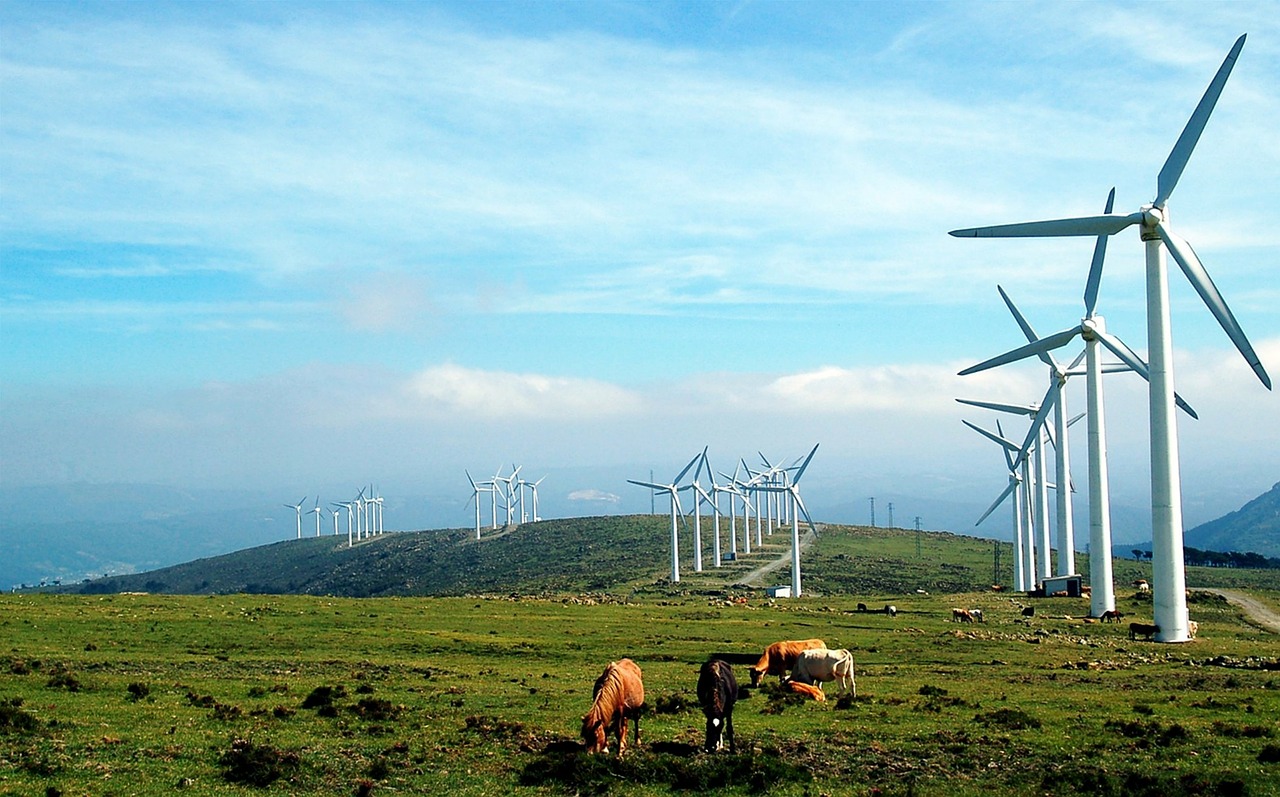 galicia windmills cows free photo