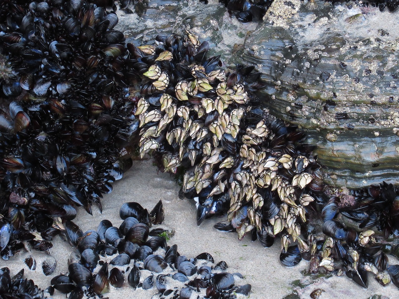 galicia percebes crustacean free photo