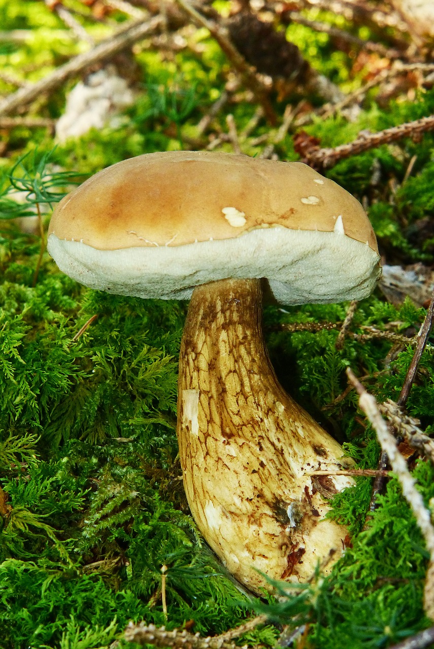 gallenröhrling mushroom common tylopilus free photo