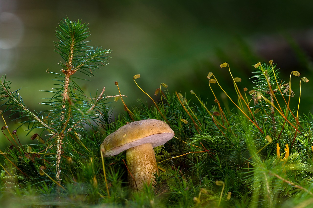 gallenröhrling mushroom uneatable free photo