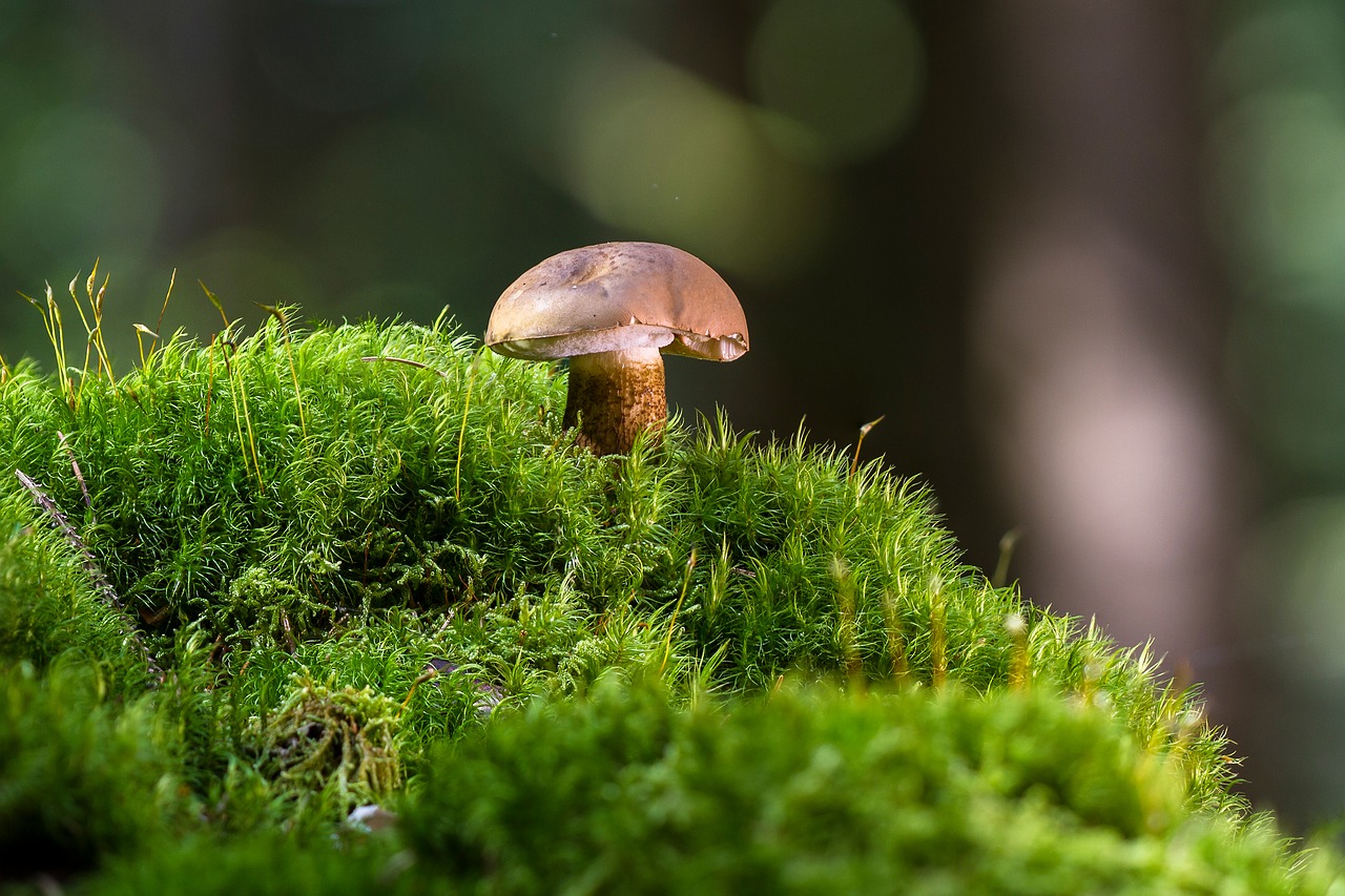 gallenröhrling mushroom uneatable free photo