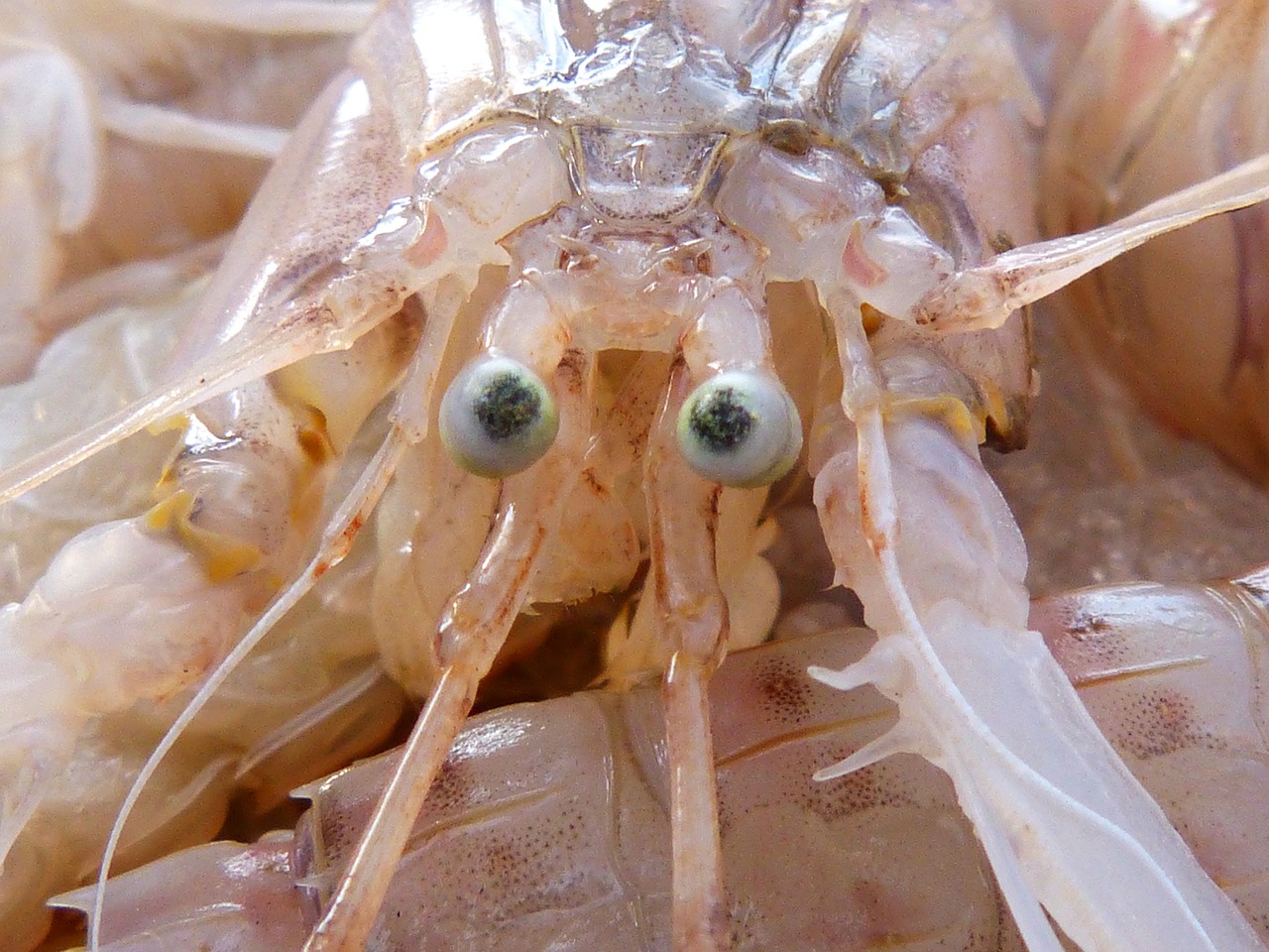 galley crustacean eyes free photo