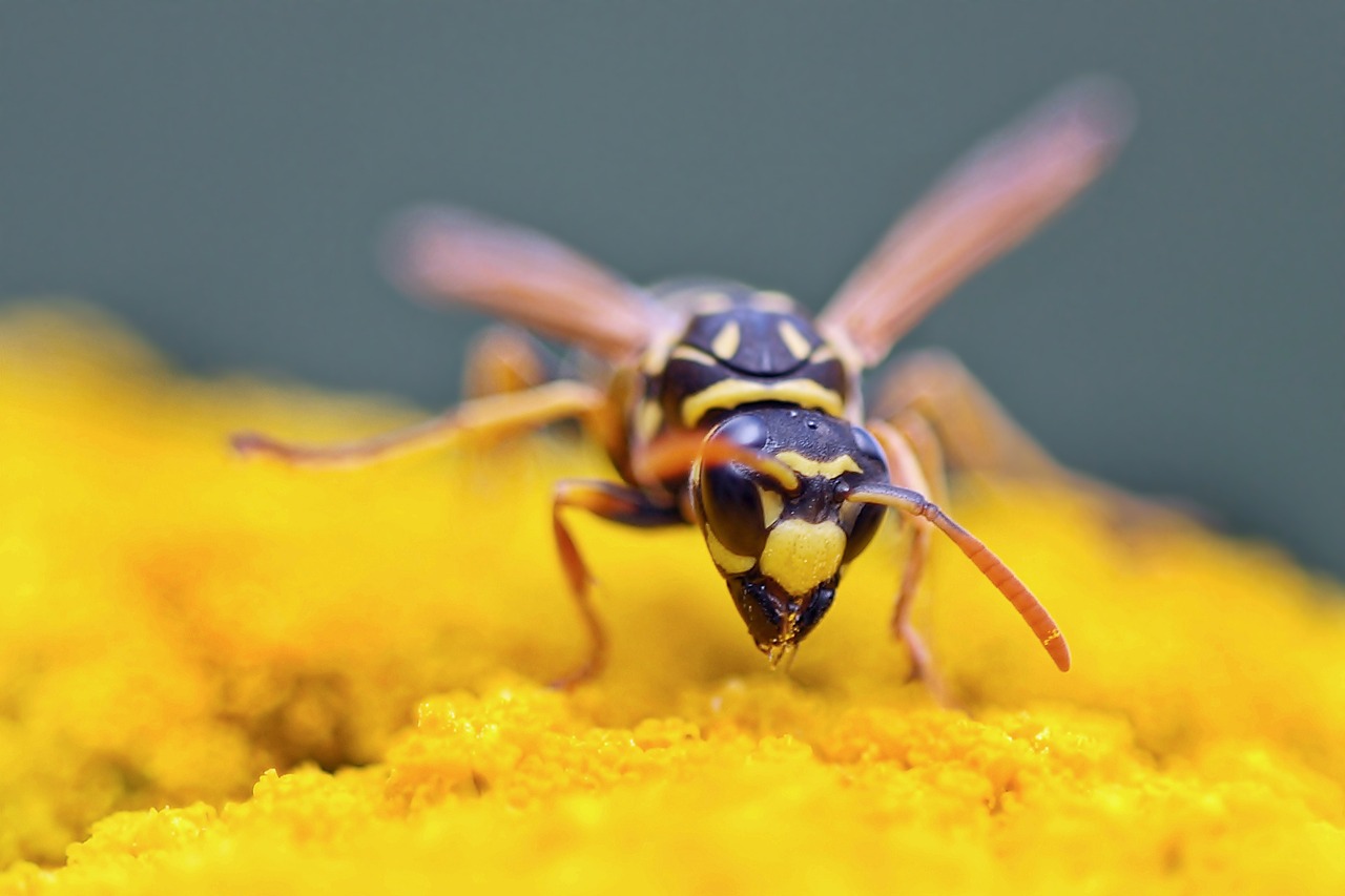 insect plant nature free photo