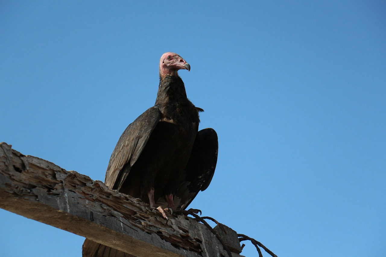 gallinazo ave vulture free photo