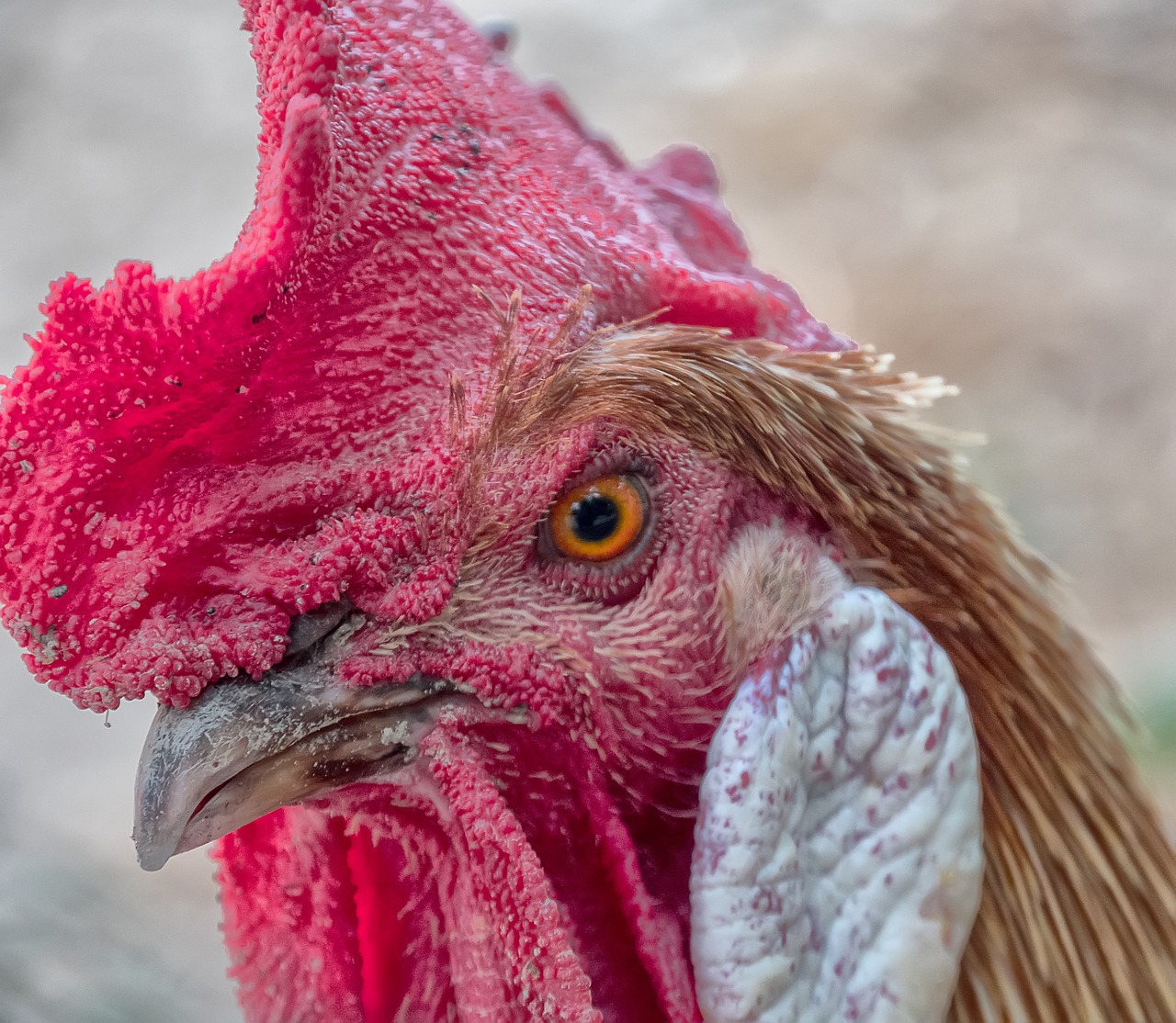 gallo  hen  poultry free photo