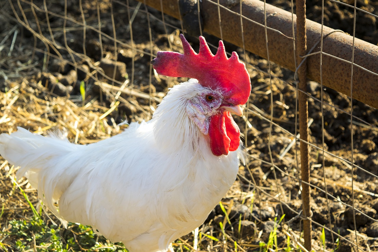 gallo  galletto  chicken free photo