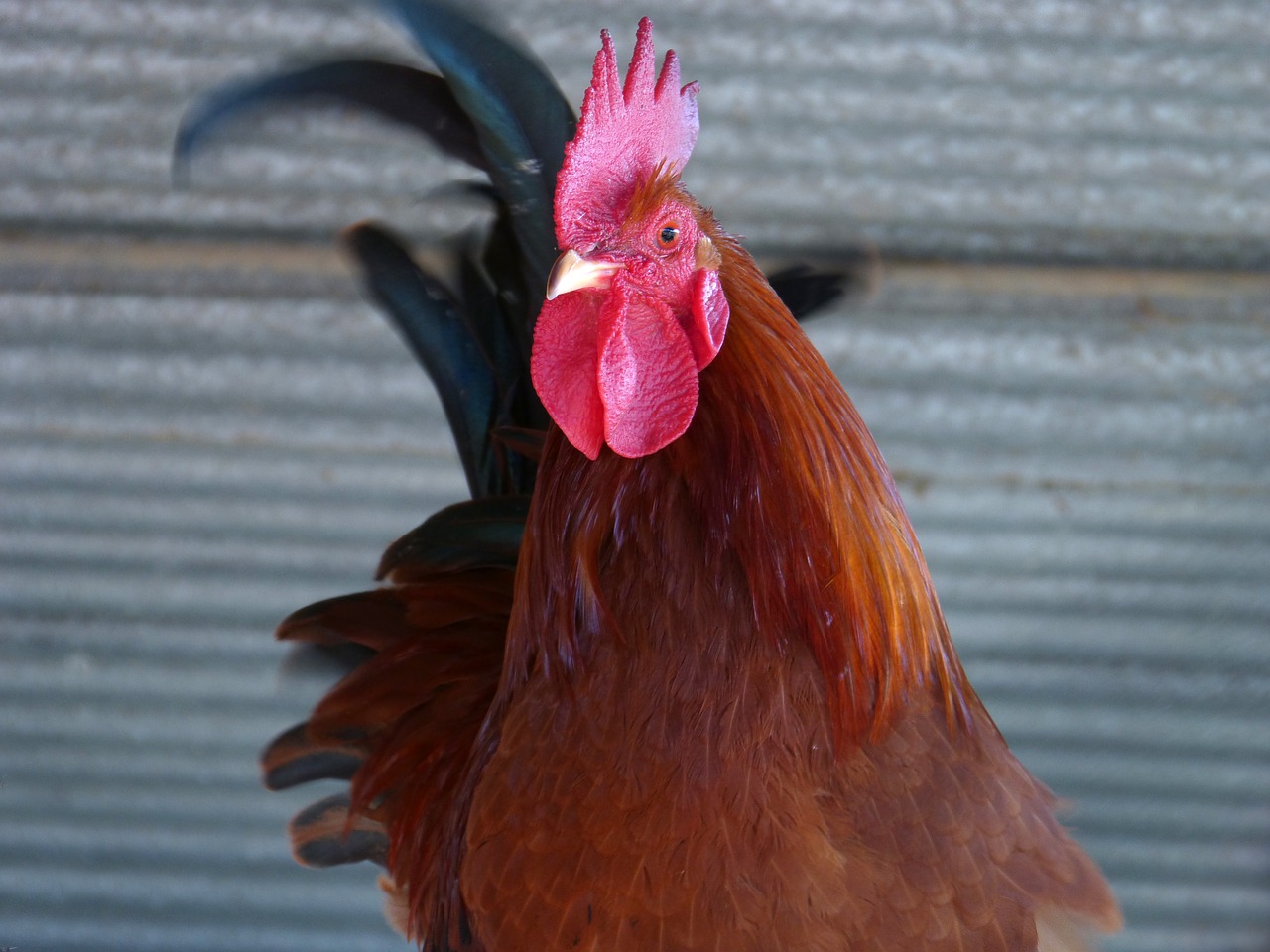 gallo  crest  poultry free photo