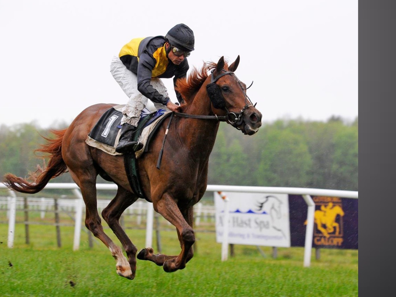 gallop horse horse racing free photo