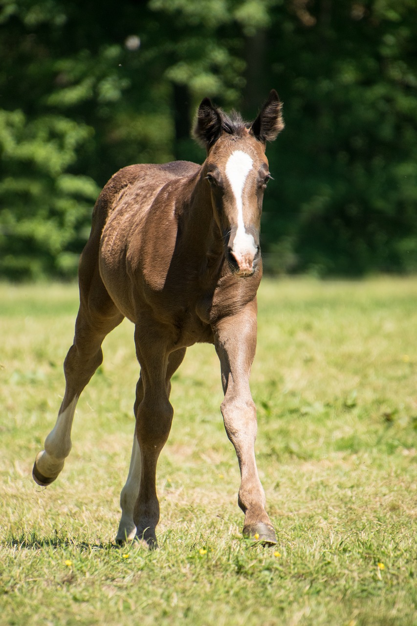 gallop  horse  foal free photo