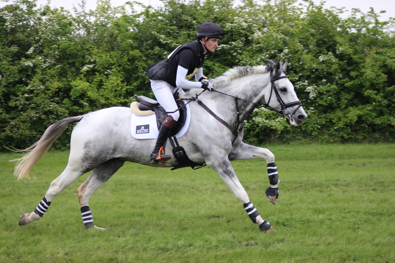 gallop  horse  countryside free photo