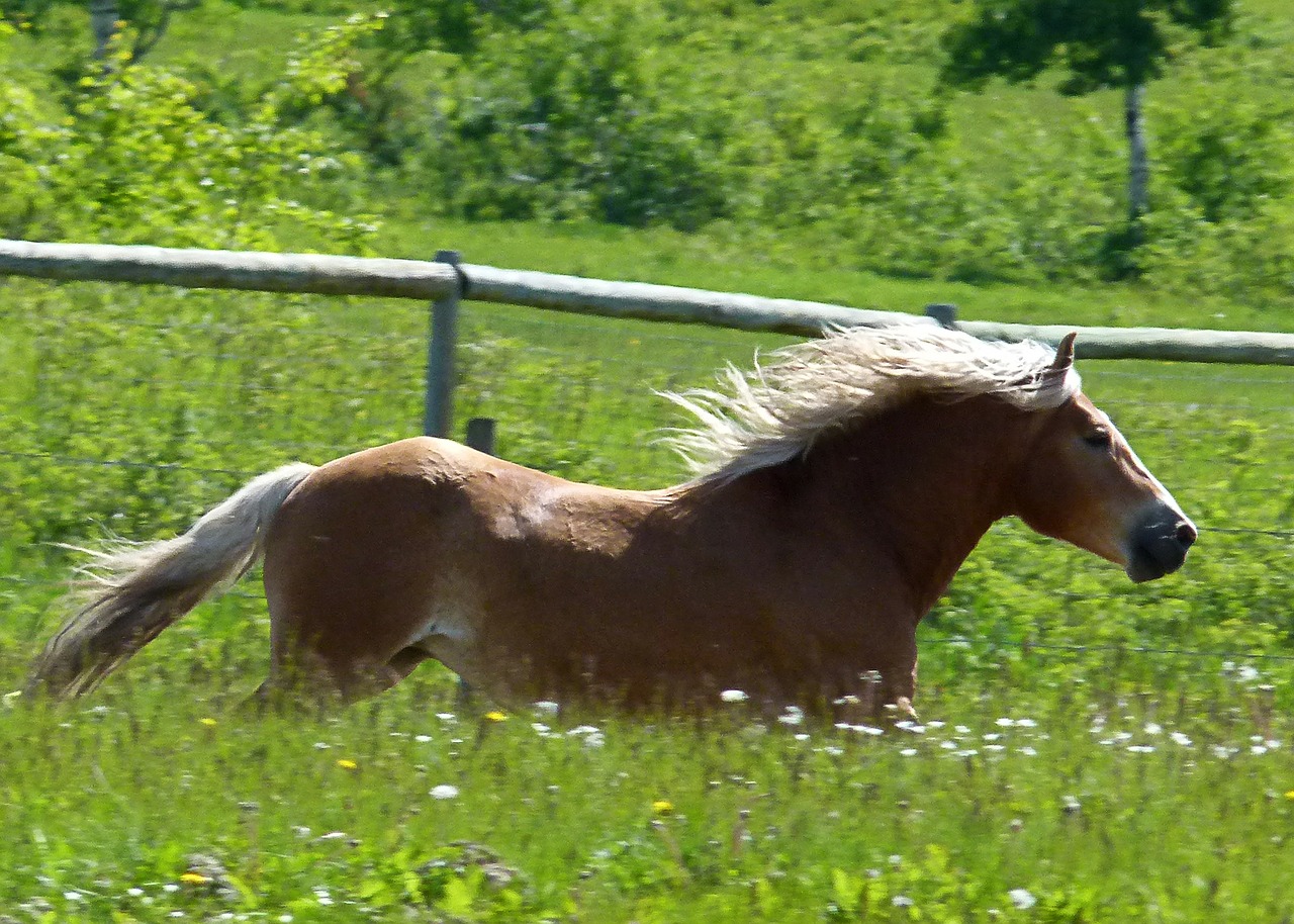 galloping islaender horse free photo