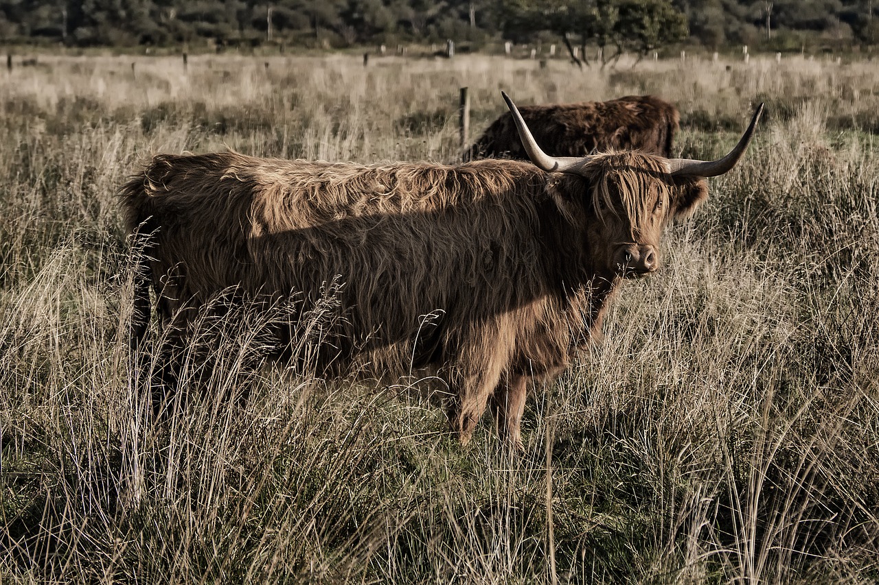 galloway beef livestock free photo