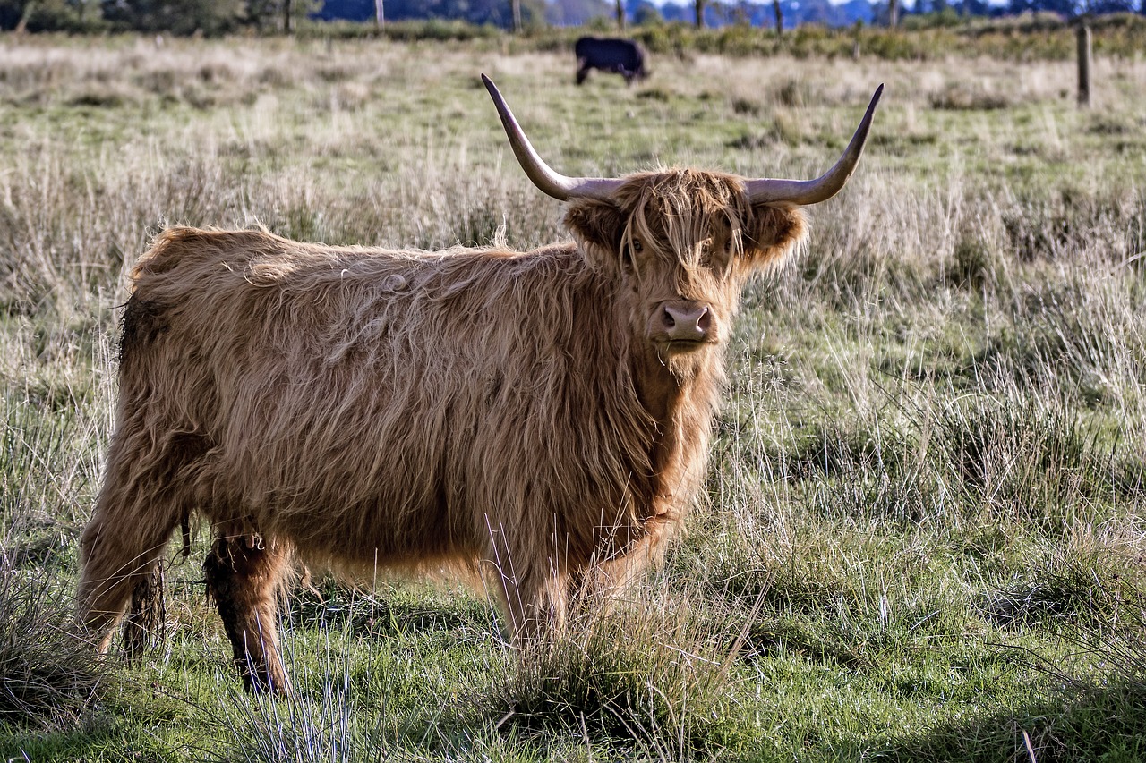 galloway beef livestock free photo