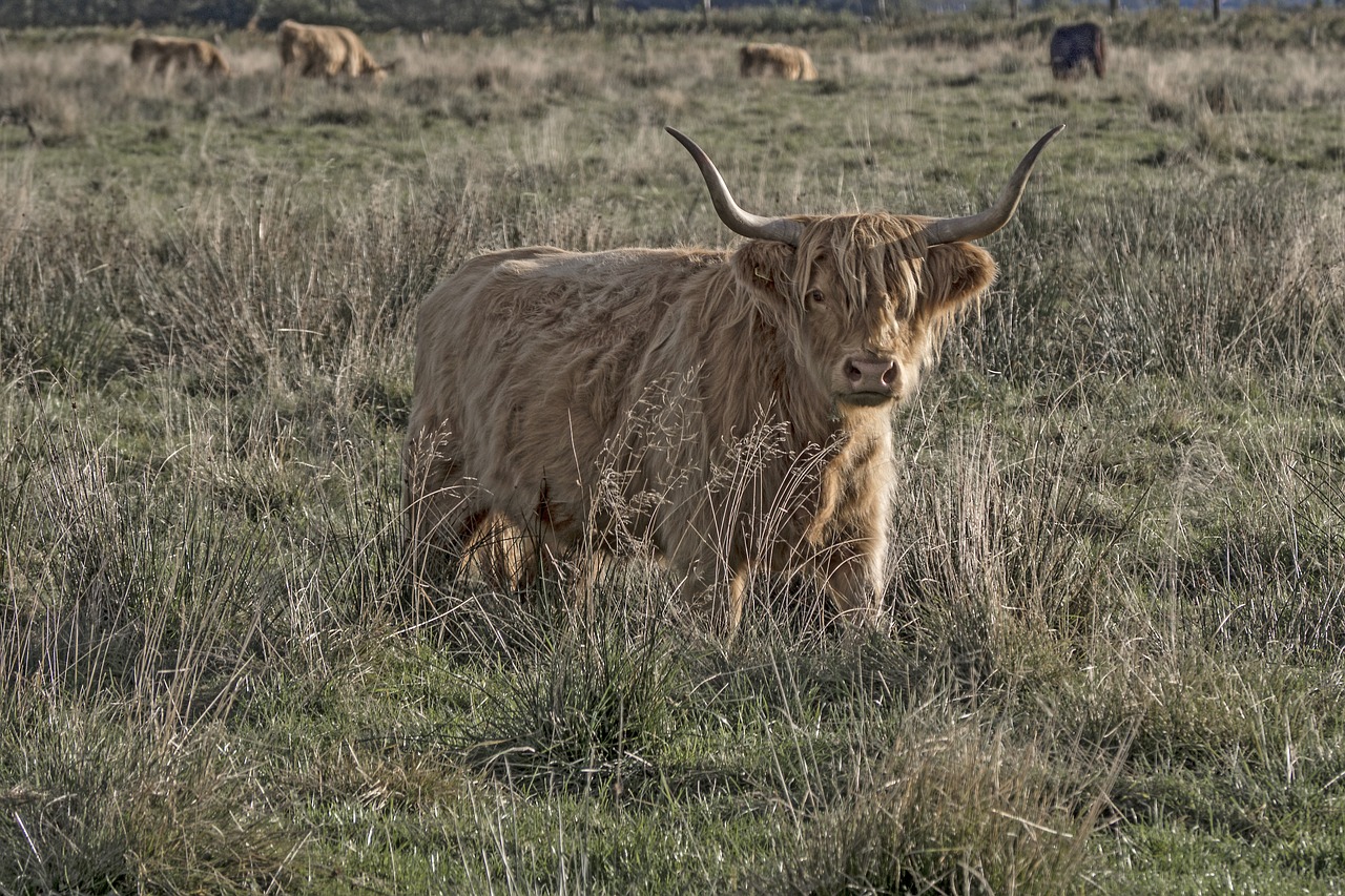 galloway beef livestock free photo