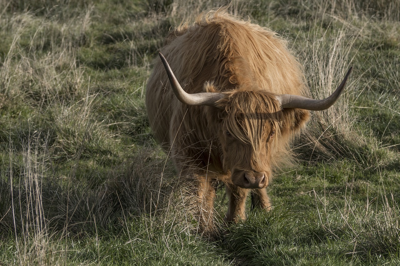 galloway beef livestock free photo