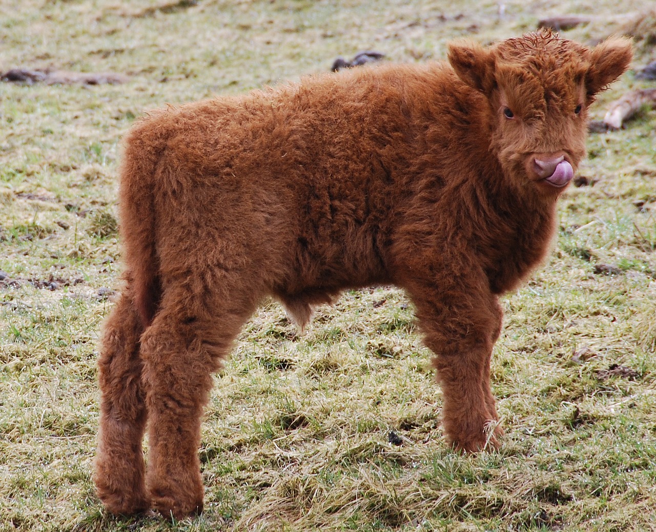 galloway scottish hochlandrind calf free photo