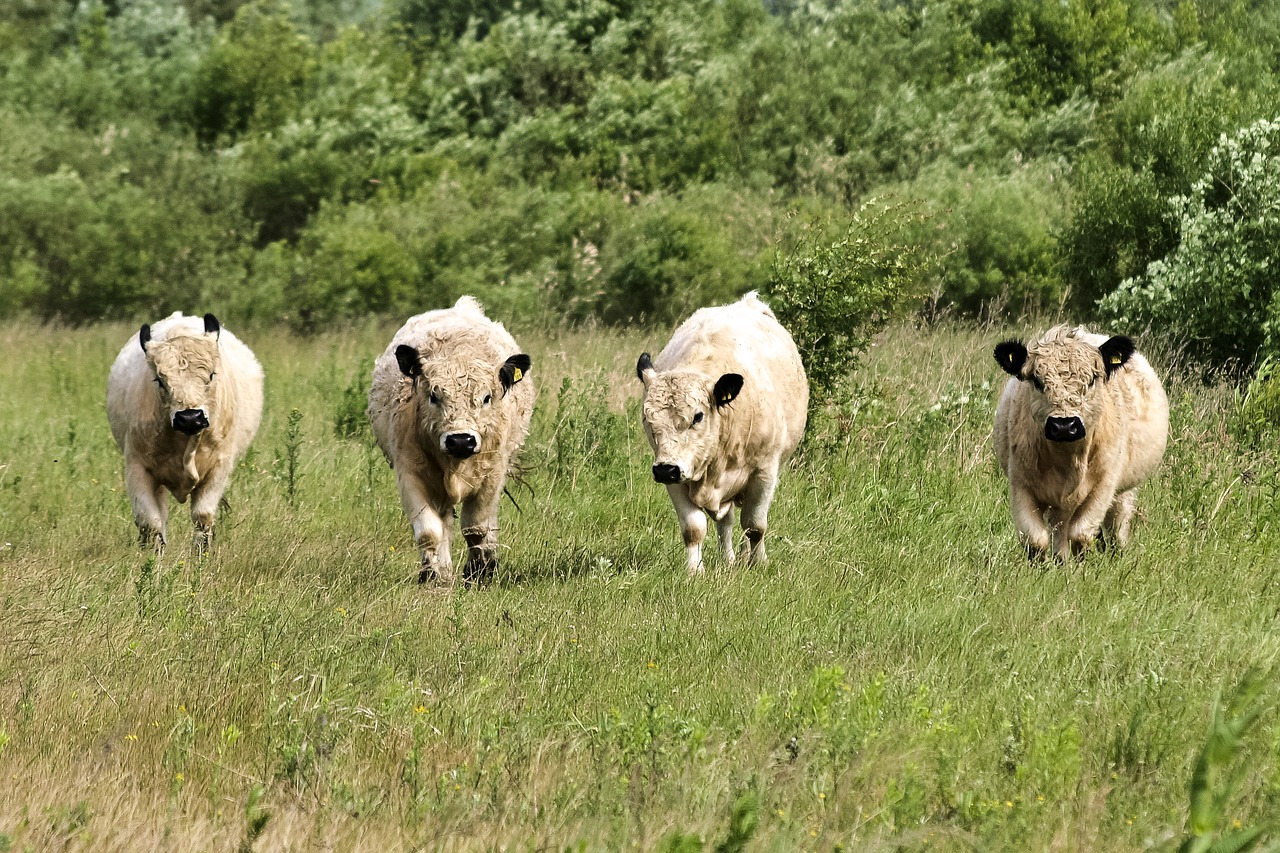 galloway livestock mammal free photo