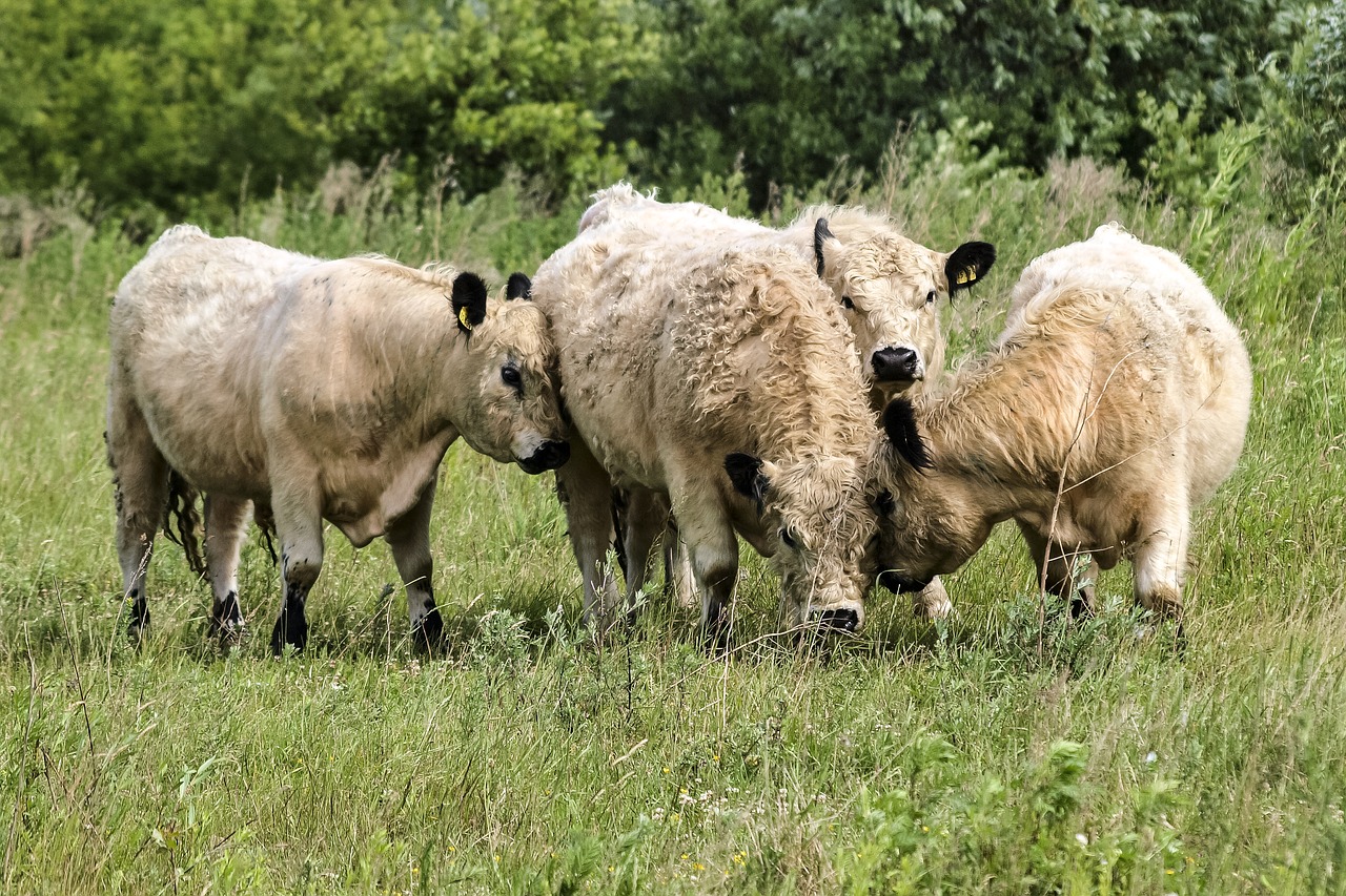 galloway beef animal free photo