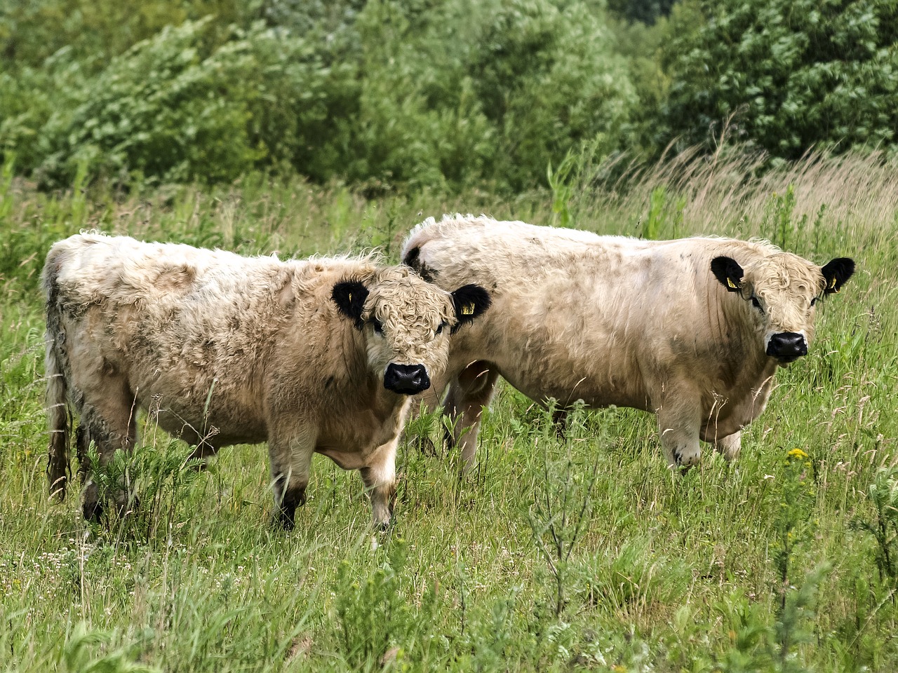 galloway beef weidetier free photo