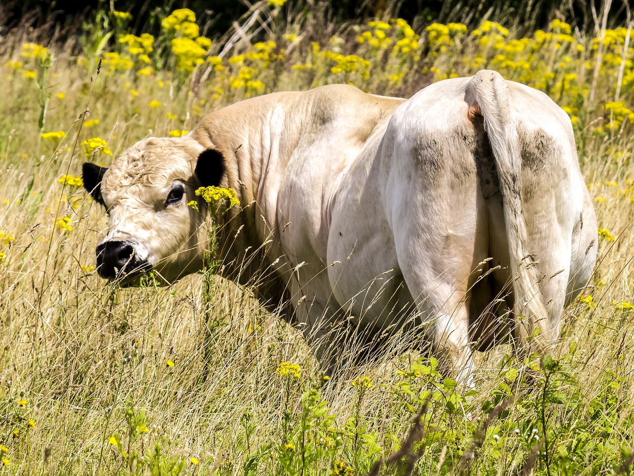 galloway beef mammal free photo