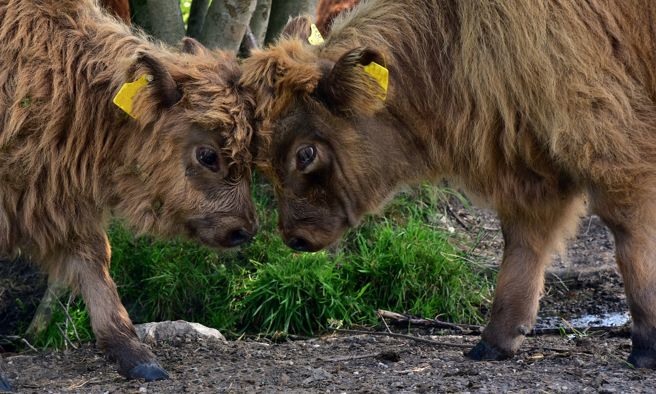 galloway  calf  animal free photo