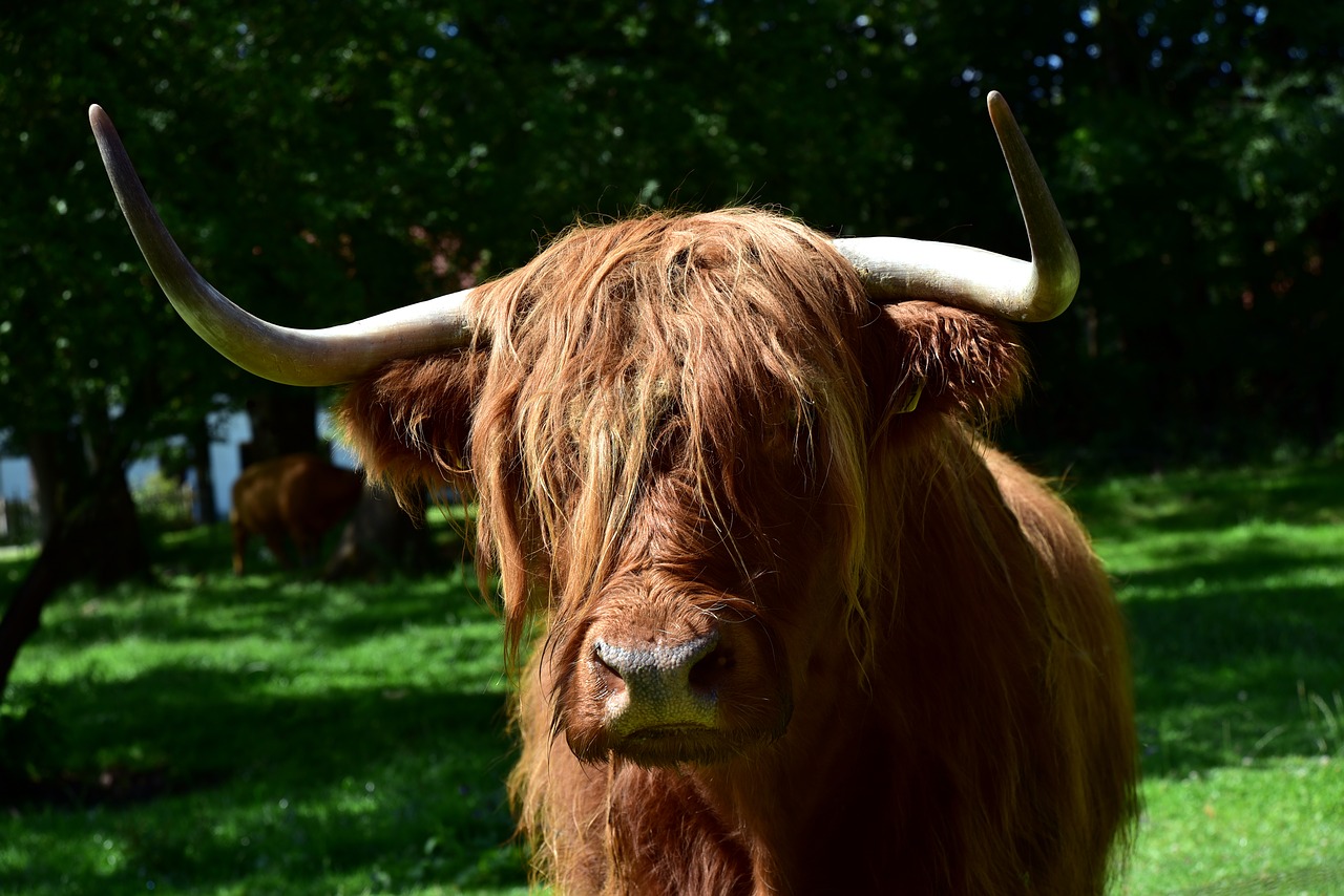 galloway  beef  highland beef free photo