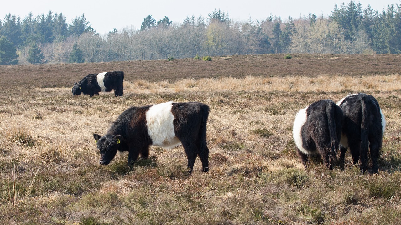 galloway  cows  cattle free photo