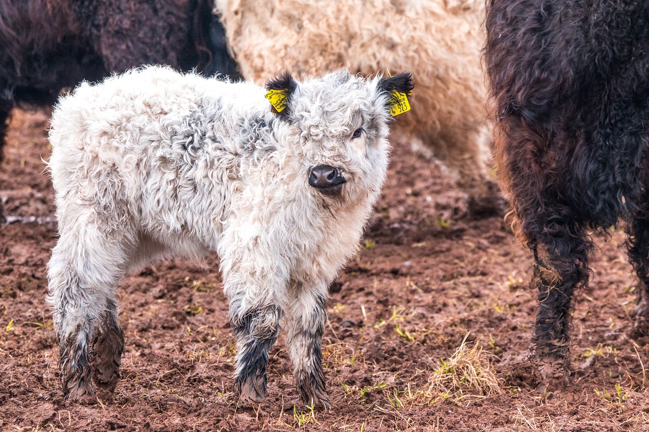 galloway cattle winter coat mammal free photo