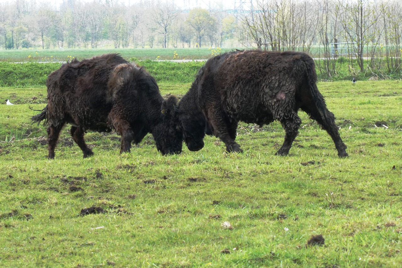 galloway cows  fighting  bump free photo