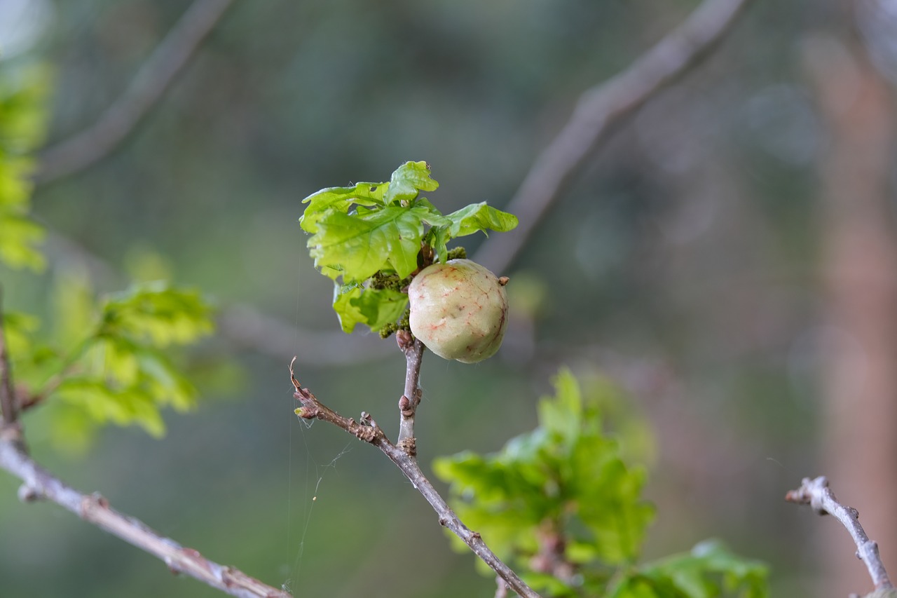 galls  oak  infected free photo
