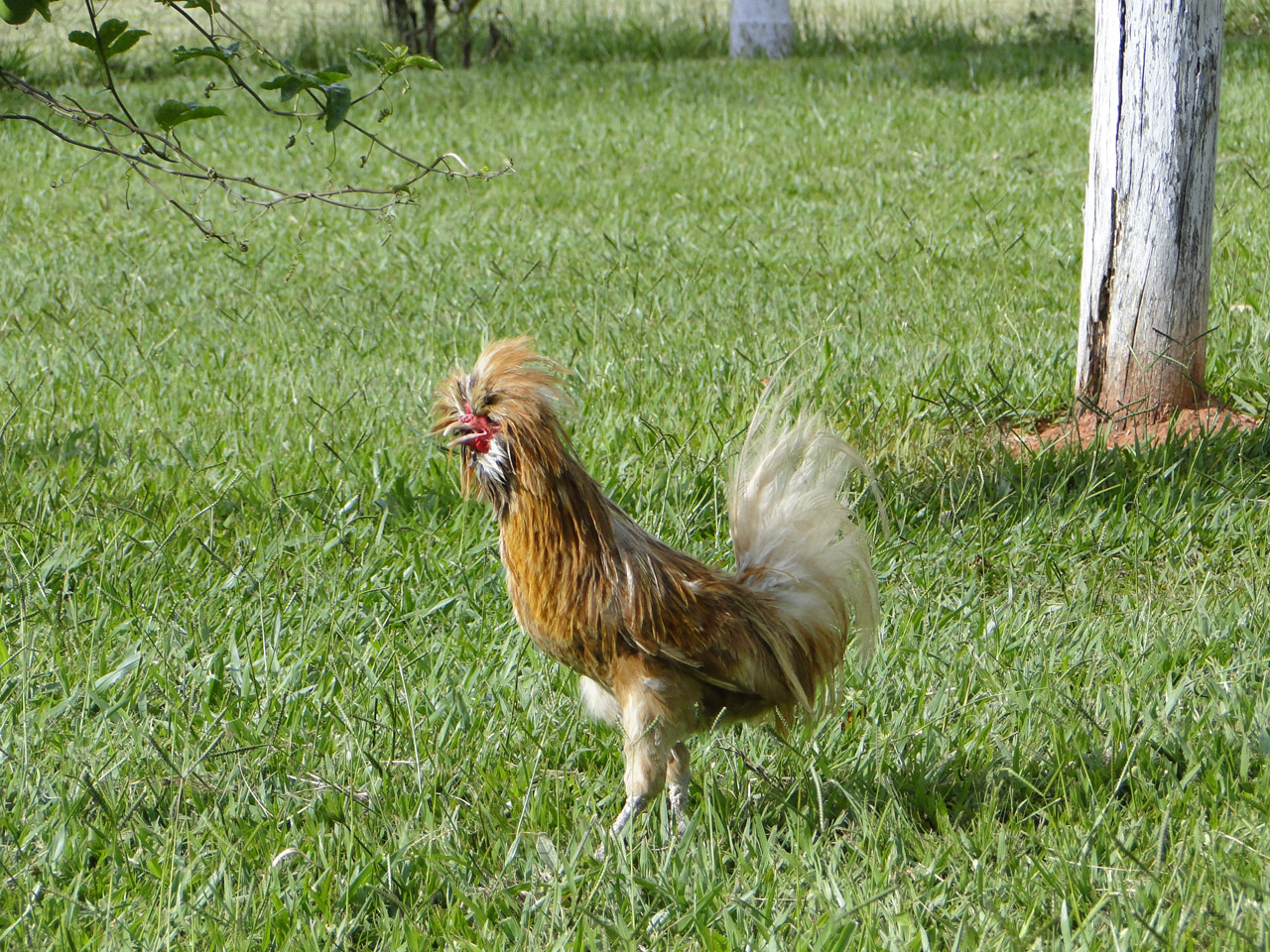 rooster chicken horrified rooster free photo