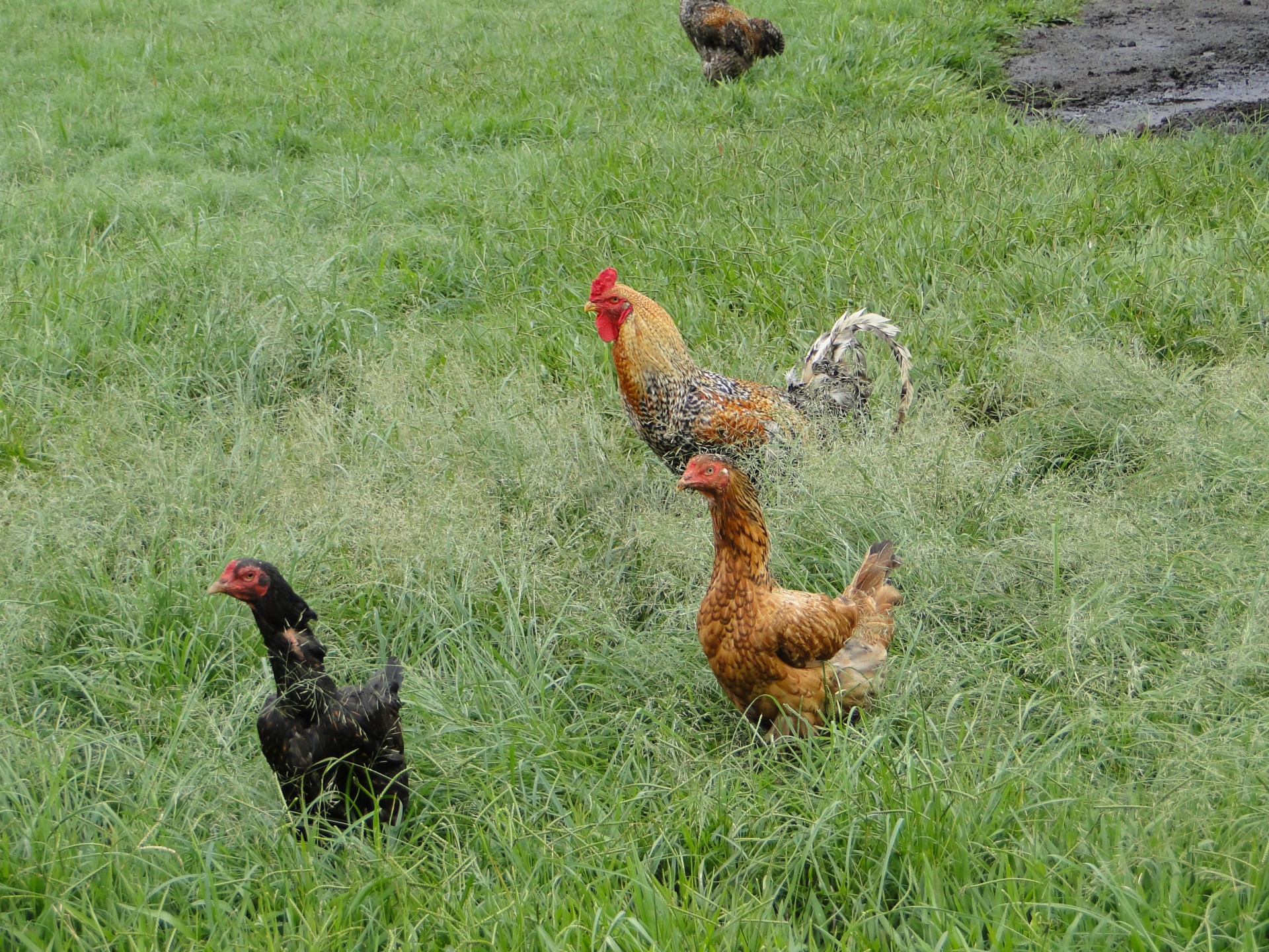 rooster hen chicken free photo