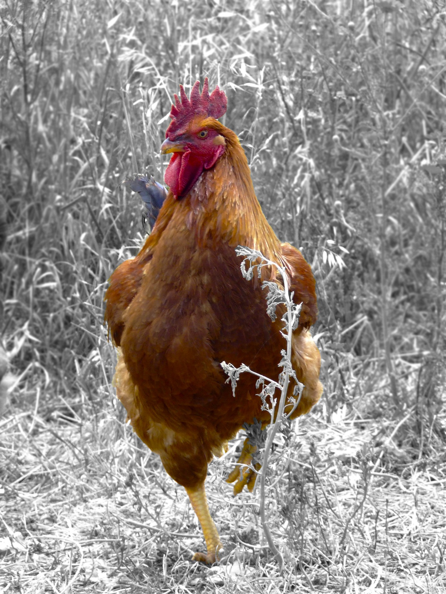 bird rooster chicken free photo