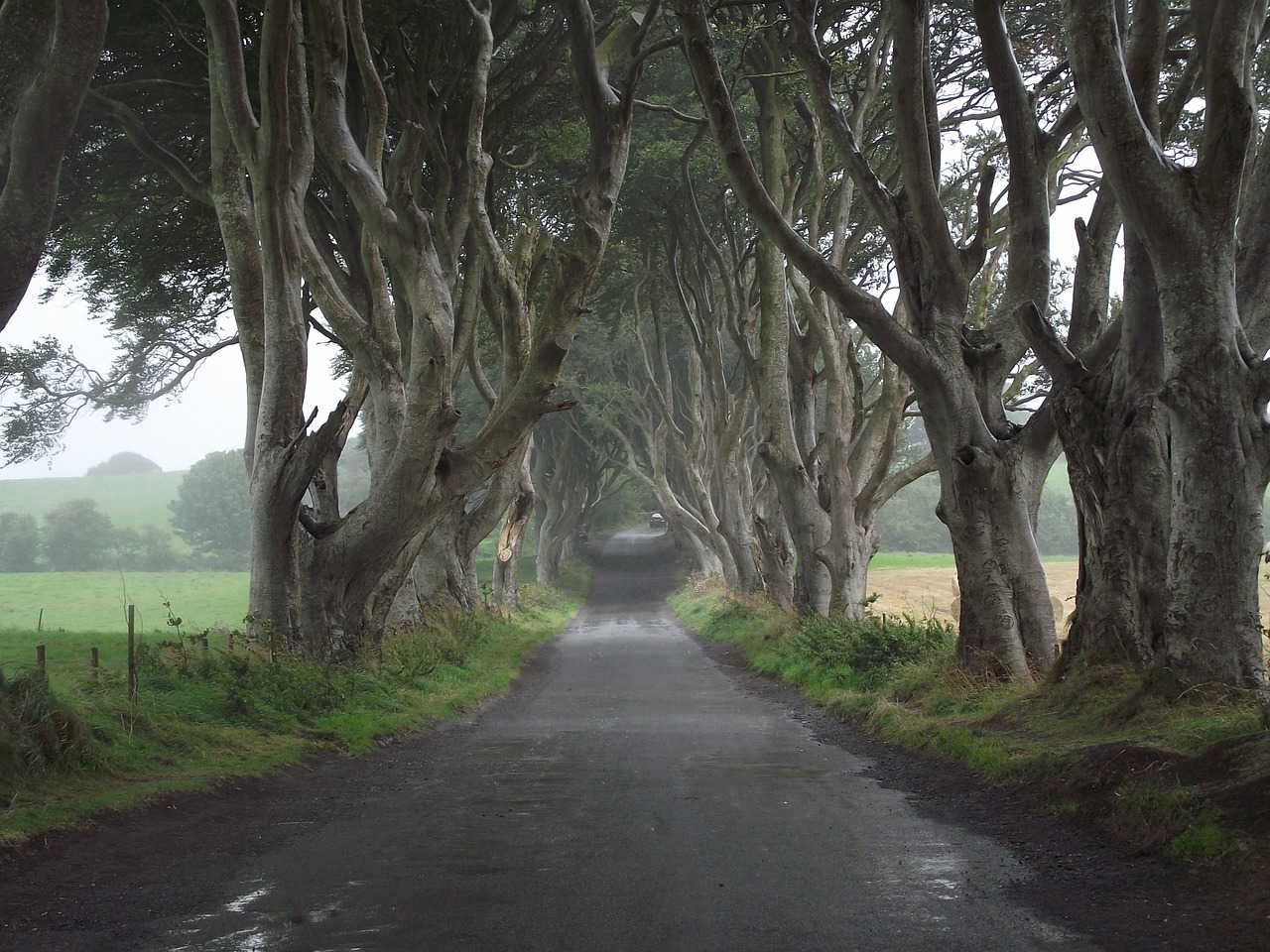 game of thrones ireland trees free photo